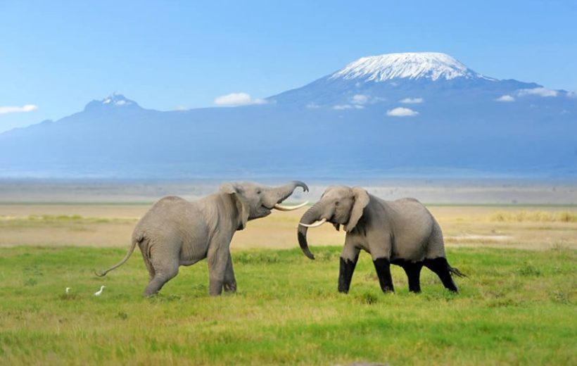 3 Days, 2 Nights Amboseli Tembeza Wazazi Packages