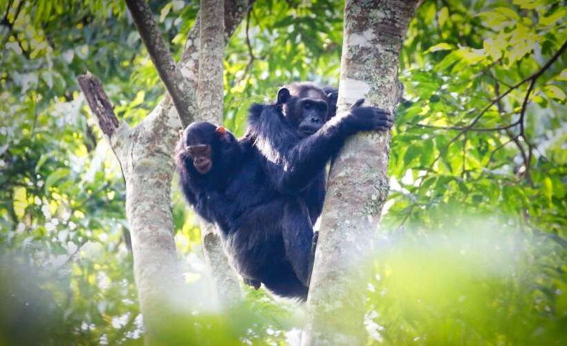 Rwanda Premium Africa Safari 5 Days 4 Nights