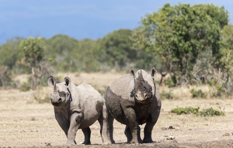 Guardians & Gentle Giants: A Day Of Wildlife Hope At Ol Pejeta!