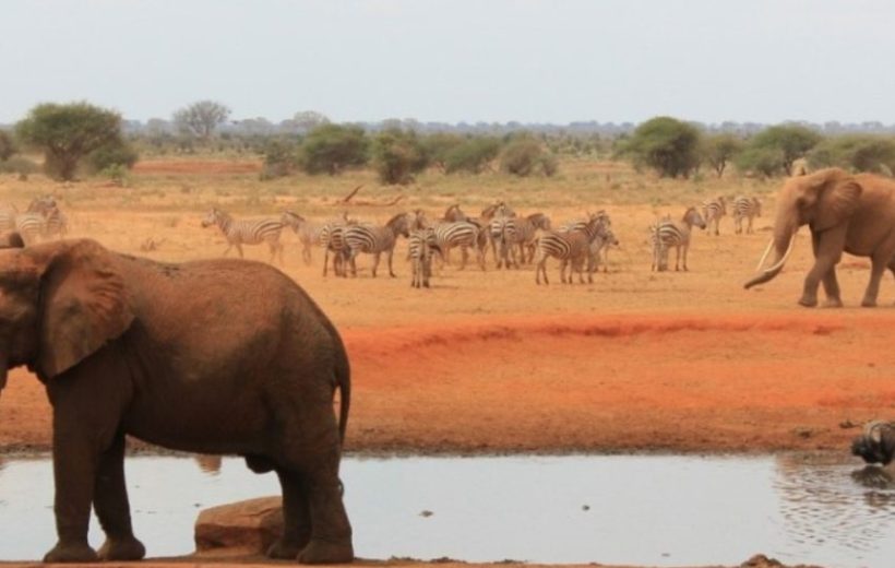 10 Days Kenyan Coast & Bush Experience