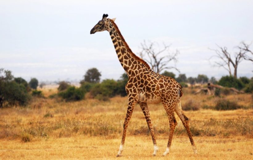 Gaze Upon The Silhouette Of Mount Kilimanjaro – Day Trip To Amboseli National Park