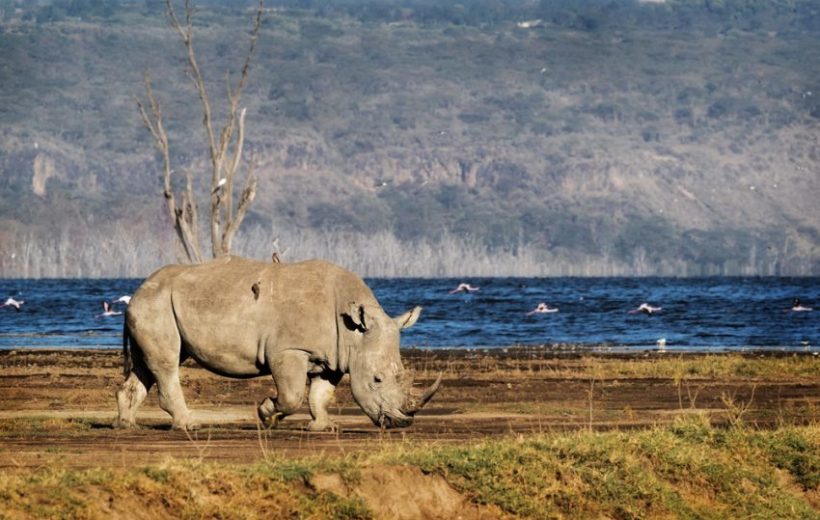 Flamingo Magic: One Day, A Million Wings