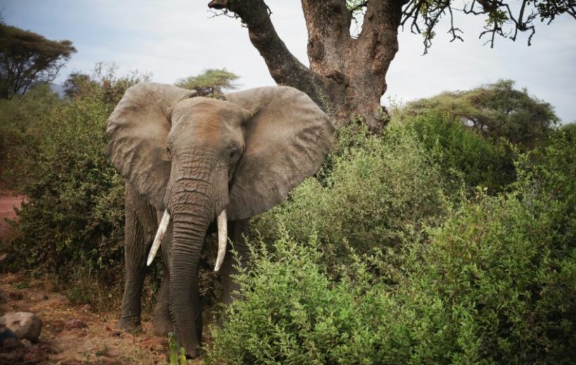 8 Days 07 Nights- Arusha, Lake Manyara, Serengeti, Ngorongoro Crater And Tarangire