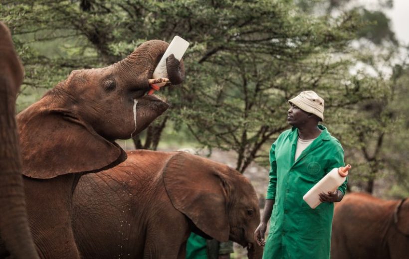 City Under The Sun: Unleash Nairobi’s Wild Side