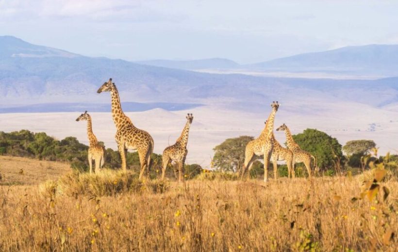 Tanzania Experience With Materuni Cultural Tour